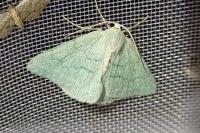 Pseudoterpna pruinata
