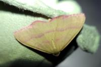 Rhodostrophia calabra