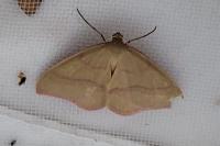 Rhodostrophia calabra