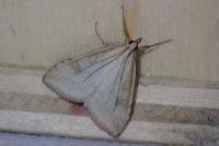 Udea lutealis