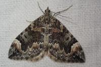 Dysstroma citrata