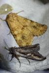 Conisania luteago olbiena