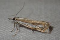 Crambus lathoniellus