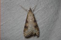 Udea costalis