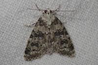 Bryophila domestica