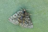 Psodos canaliculata