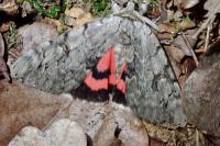 Catocala electa