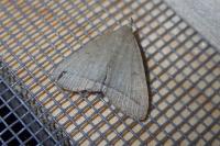 Herminia tarsipennalis