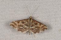 Diasemia reticularis