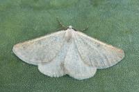 Sciadia unicoloraria
