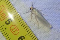 Indalia pygmaeola pallifrons