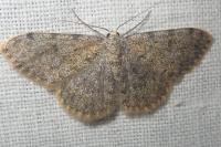 Scopula rufomixtaria