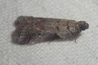 Acrobasis sodalella