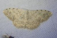 Scopula submutata roseonitens