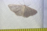 Idaea obsoletaria