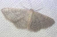 Idaea obsoletaria