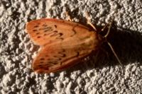 Miltochrista miniata