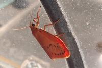 Miltochrista miniata