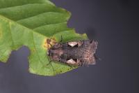 Xestia c-nigrum
