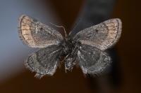 Psodos coracina