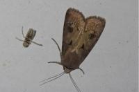 Agrotis exclamationis exclamationis