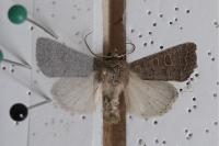 Hoplodrina
