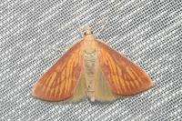 Nascia cilialis