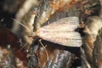 Schrankia costaestrigalis