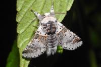 Furcula furcula