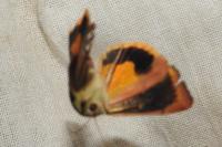 Noctua janthe/janthina