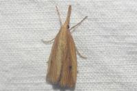 Chilo phragmitellus