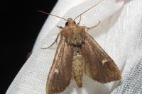 Helotropha leucostigma