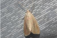 Coenobia rufa