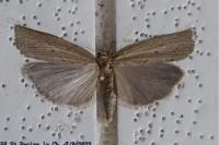 Pediasia contaminella