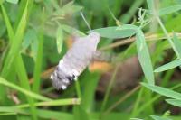 Macroglossum stellatarum