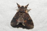 Notodonta dromedarius