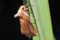 Plusia festucae