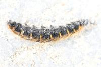 Macrothylacia rubi