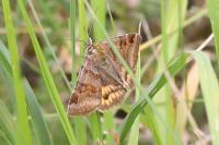 Euclidia glyphica