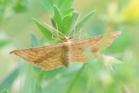 Idaea ochrata