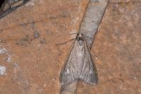 Udea uliginosalis
