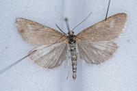 Udea uliginosalis