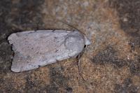 Xestia ashworthii candelarum