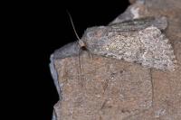 Apamea zeta