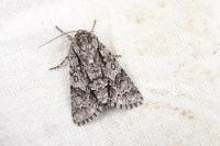 Acronicta auricoma