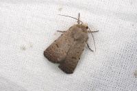 Caradrina aspersa