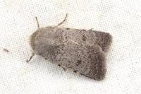 Caradrina aspersa