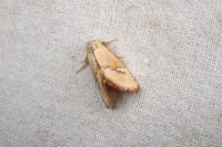 Haemerosia renalis