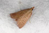 Hypsopygia incarnatalis