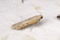 Lamoria anella